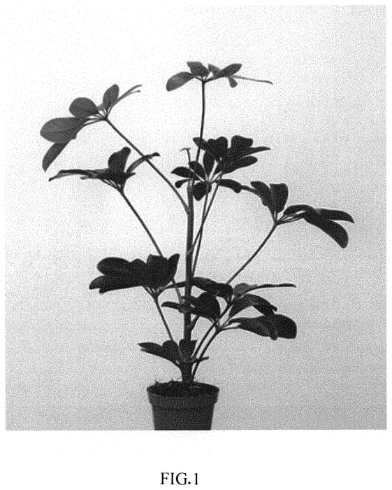 Figure 1 of US plant patent PP32733, the photograph of OSV001 printed in the patent.