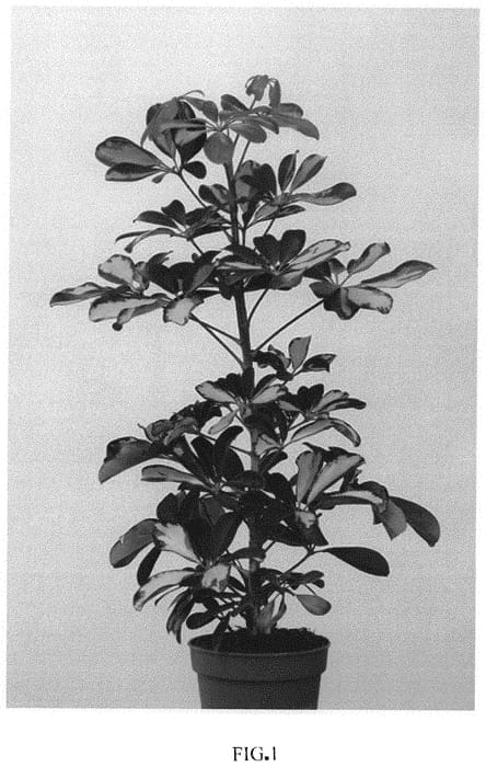 Figure 1 of US plant patent PP32734, the photograph of OSV002 printed in the patent.