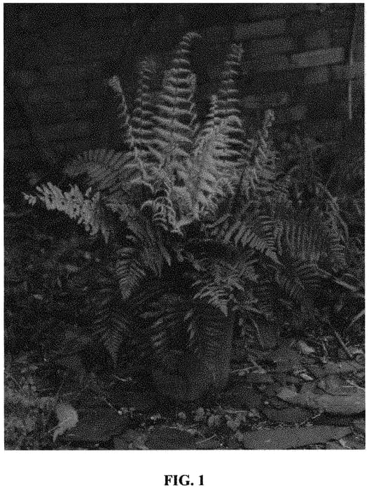 Figure 1 of US plant patent PP32735, the photograph of Hollasic printed in the patent.
