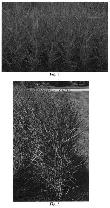 Figure 1 of US plant patent PP32736, the photograph of Prairie Dog printed in the patent.