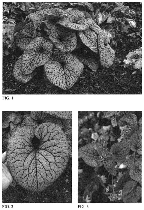 Figure 1 of US plant patent PP32737, the photograph of Queen of Hearts printed in the patent.