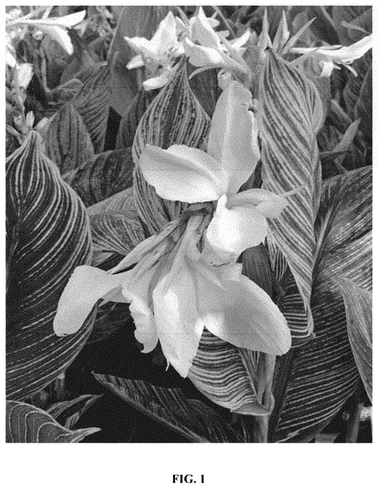 Figure 1 of US plant patent PP32738, the photograph of White Tiger printed in the patent.