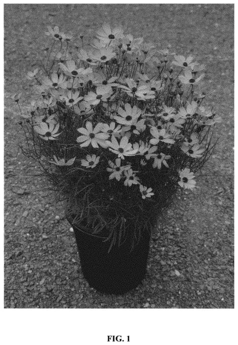 Figure 1 of US plant patent PP32739, the photograph of Butter Rum printed in the patent.