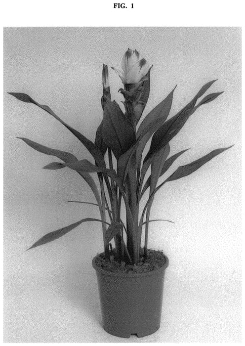 Figure 1 of US plant patent PP32740, the photograph of Curaliroti printed in the patent.