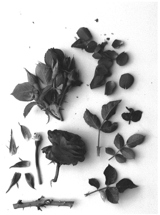 Figure 1 of US plant patent PP32741, the photograph of Poulpar115 printed in the patent.