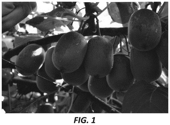 Figure 1 of US plant patent PP32742, the photograph of AC 501 022 printed in the patent.