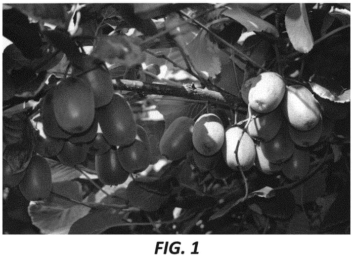 Figure 1 of US plant patent PP32743, the photograph of AC 497 076 printed in the patent.