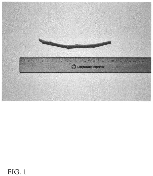Figure 1 of US plant patent PP32744, the photograph of DrisBlueTwenty printed in the patent.