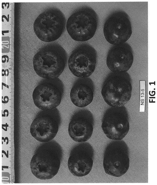 Figure 1 of US plant patent PP32745, the photograph of NS 13-5 printed in the patent.