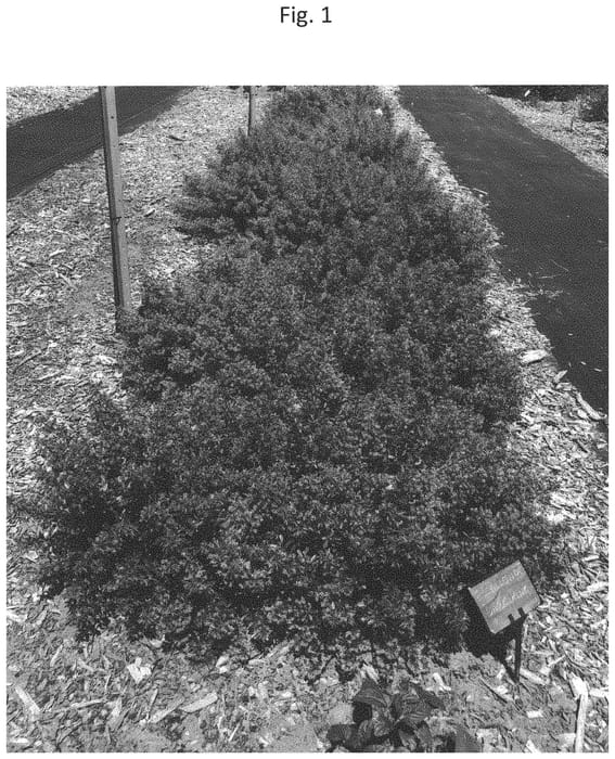 Figure 1 of US plant patent PP32746, the photograph of IB411-7 printed in the patent.