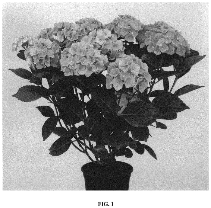 Figure 1 of US plant patent PP32747, the photograph of Hokomalega printed in the patent.