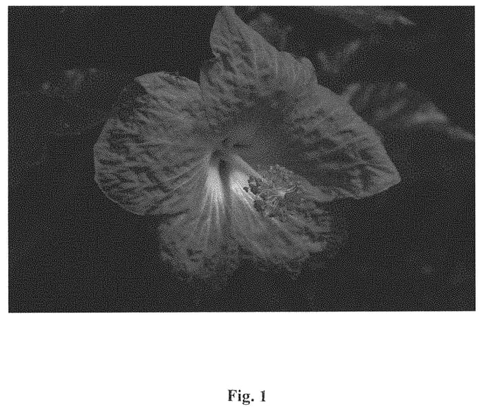 Figure 1 of US plant patent PP32748, the photograph of JBG BH-06 printed in the patent.
