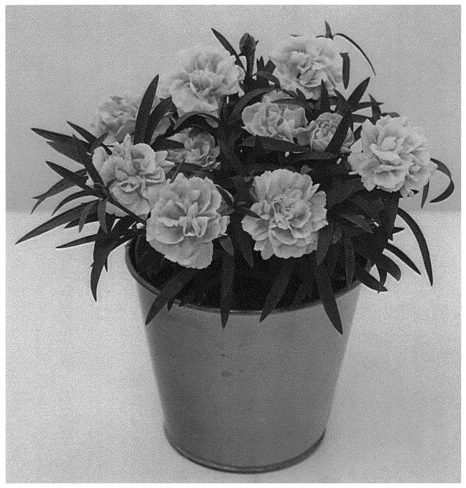 Figure 1 of US plant patent PP32749, the photograph of KLEDP19289 printed in the patent.