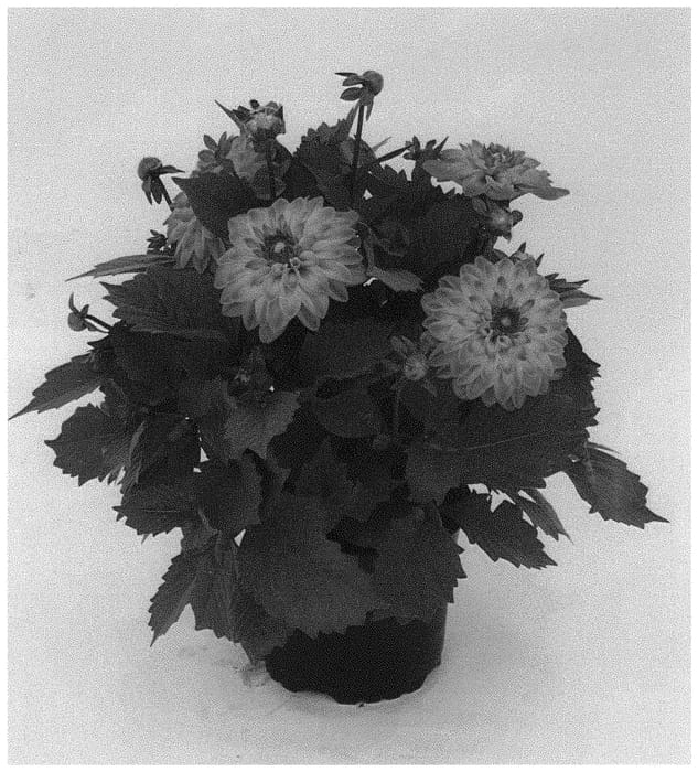 Figure 1 of US plant patent PP32750, the photograph of KLEDH18127 printed in the patent.