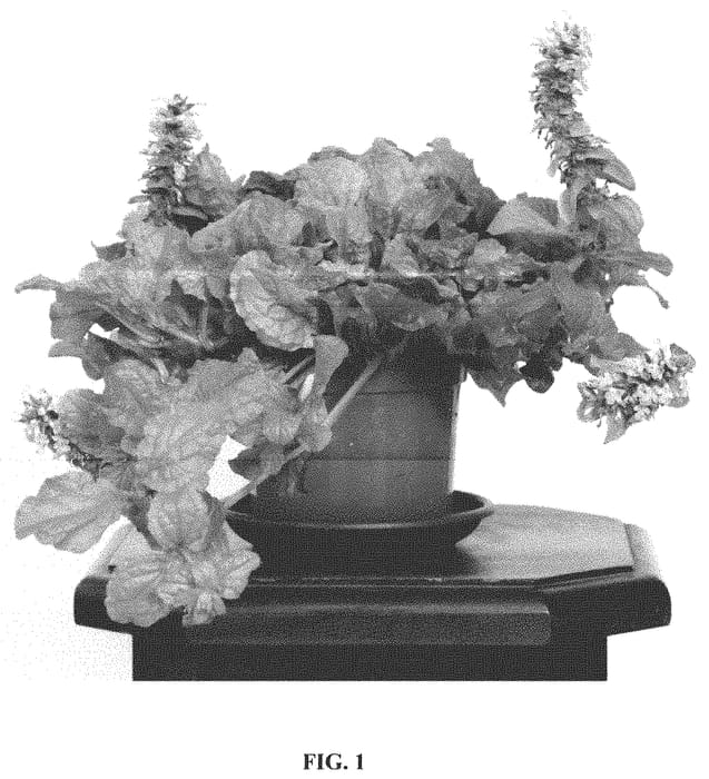 Figure 1 of US plant patent PP32751, the photograph of Gold Chang printed in the patent.