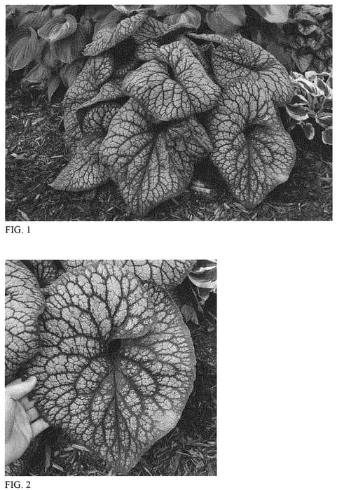 Figure 1 of US plant patent PP32752, the photograph of Jack of Diamonds printed in the patent.