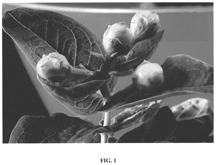 Figure 1 of US plant patent PP32753, the photograph of Kolpeke printed in the patent.