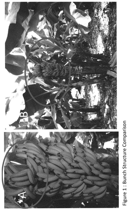 Figure 1 of US plant patent PP32754, the photograph of ADI 9107 printed in the patent.