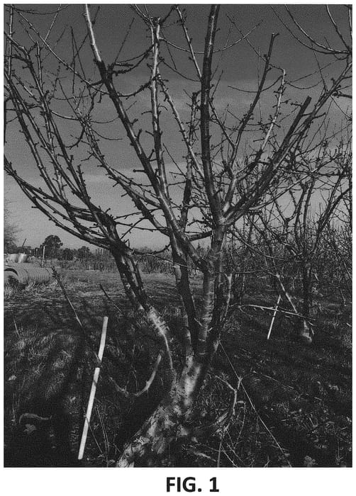 Figure 1 of US plant patent PP32755, the photograph of SMS-1-CA-WA 2014-1 printed in the patent.