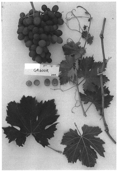 Figure 1 of US plant patent PP32756, the photograph of Sugrafiftyseven printed in the patent.
