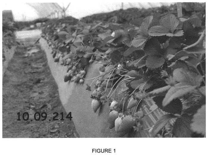 Figure 1 of US plant patent PP32757, the photograph of Plared 1075 printed in the patent.