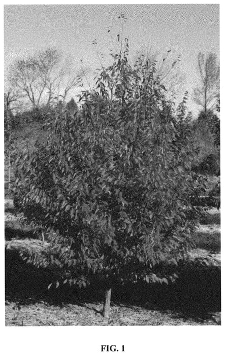 Figure 1 of US plant patent PP32758, the photograph of JN Select AA printed in the patent.
