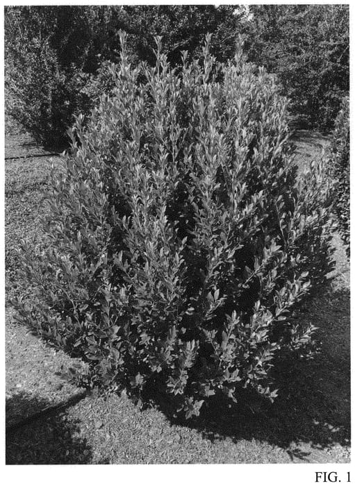 Figure 1 of US plant patent PP32759, the photograph of RutHol4 printed in the patent.