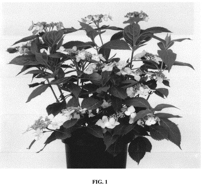 Figure 1 of US plant patent PP32760, the photograph of HSOPR015 printed in the patent.