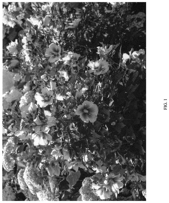 Figure 1 of US plant patent PP32761, the photograph of MINSYWHI07 printed in the patent.