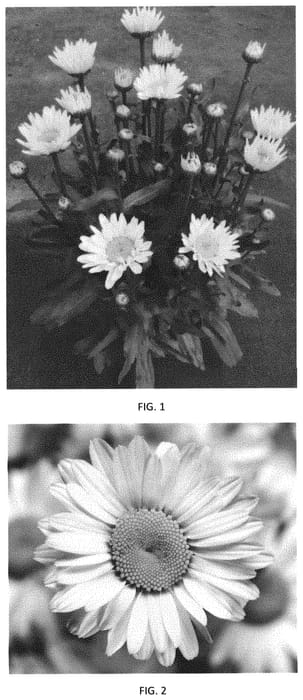 Figure 1 of US plant patent PP32762, the photograph of LEUZ0006 printed in the patent.