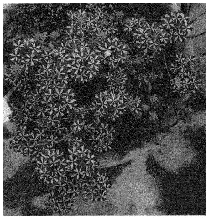 Figure 1 of US plant patent PP32763, the photograph of Doverbvooburgsta printed in the patent.