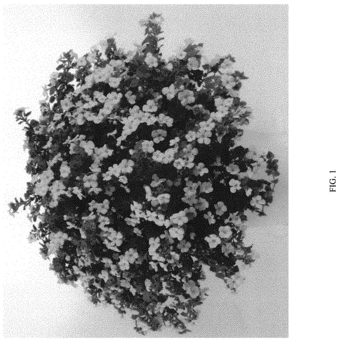 Figure 1 of US plant patent PP32764, the photograph of DBACSCGWI printed in the patent.