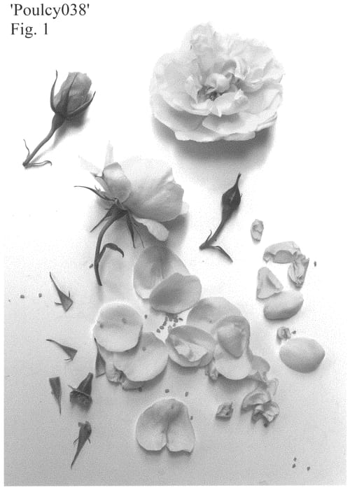 Figure 1 of US plant patent PP32765, the photograph of Poulcy038 printed in the patent.
