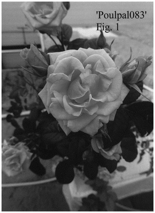 Figure 1 of US plant patent PP32766, the photograph of Poulpal083 printed in the patent.