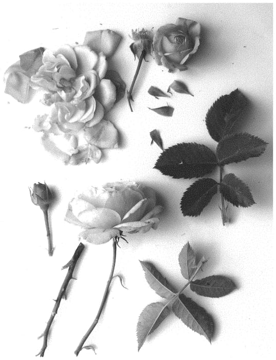 Figure 1 of US plant patent PP32767, the photograph of Poulpal078 printed in the patent.