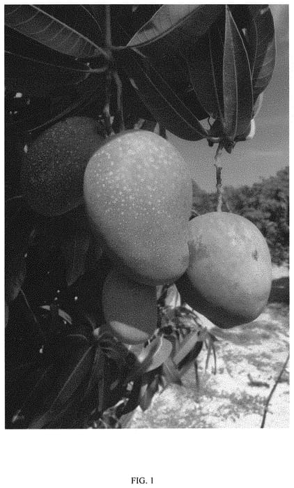 Figure 1 of US plant patent PP32768, the photograph of Orange Star printed in the patent.