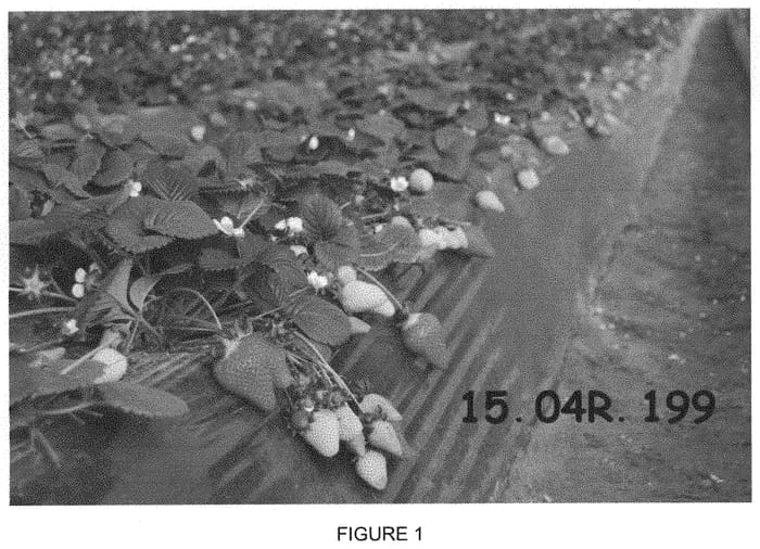 Figure 1 of US plant patent PP32769, the photograph of Plared 15105 printed in the patent.