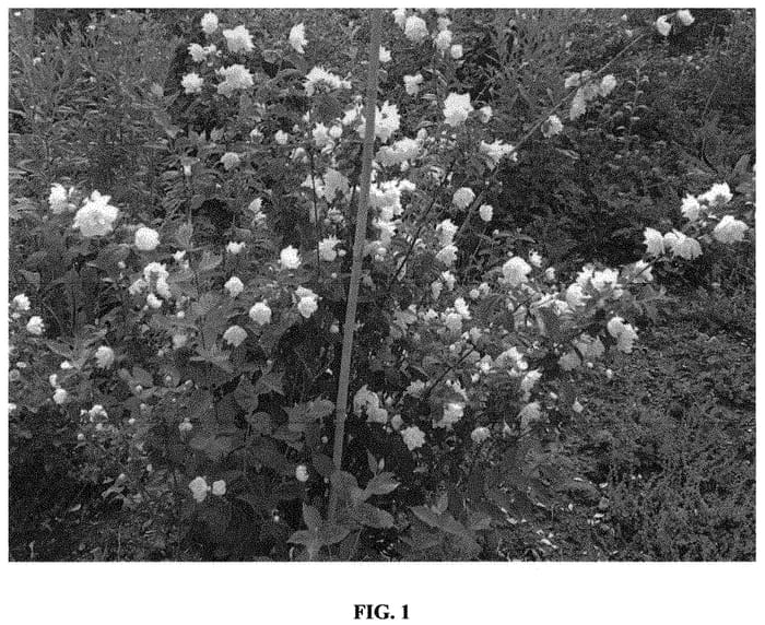 Figure 1 of US plant patent PP32770, the photograph of G15097 printed in the patent.