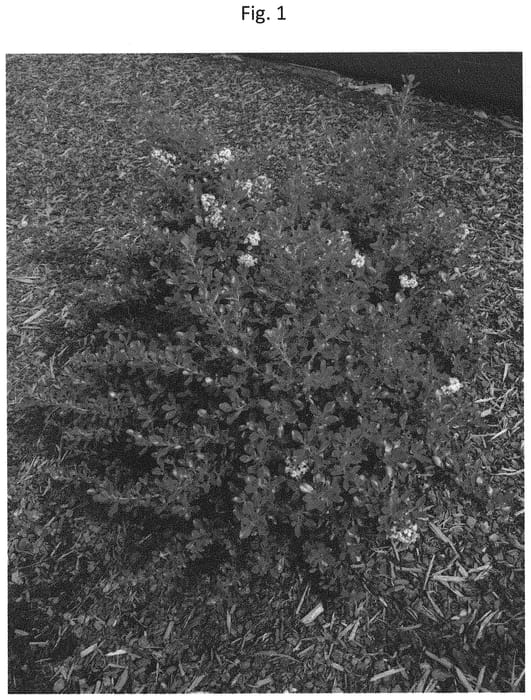 Figure 1 of US plant patent PP32771, the photograph of IB411-6 printed in the patent.