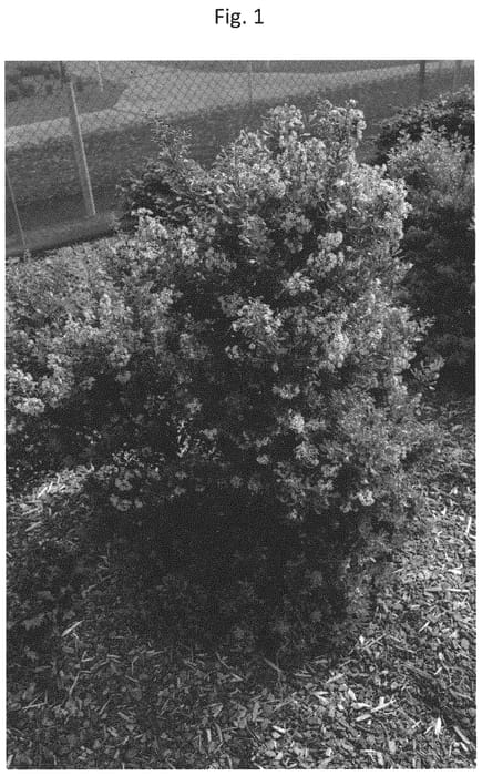 Figure 1 of US plant patent PP32772, the photograph of IB411-1 printed in the patent.