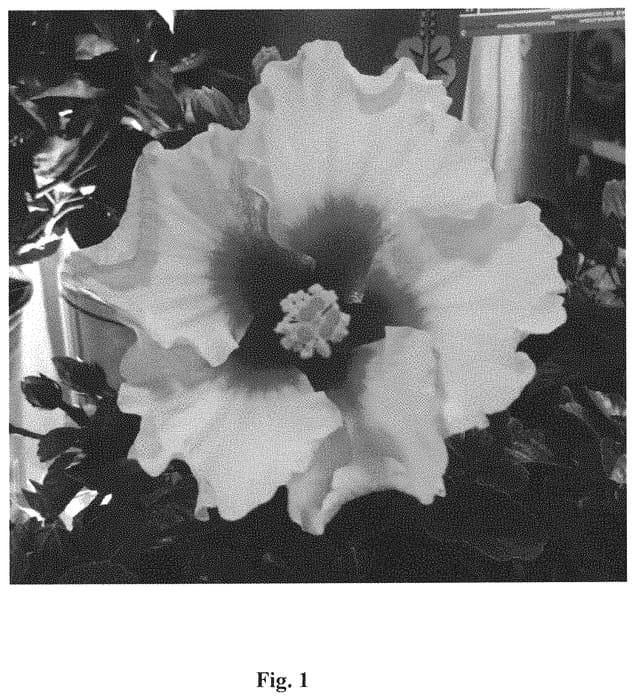 Figure 1 of US plant patent PP32773, the photograph of JBG AH-21 printed in the patent.