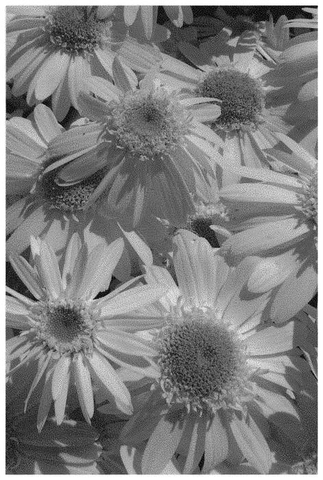 Figure 1 of US plant patent PP32774, the photograph of Doleucswedabir printed in the patent.