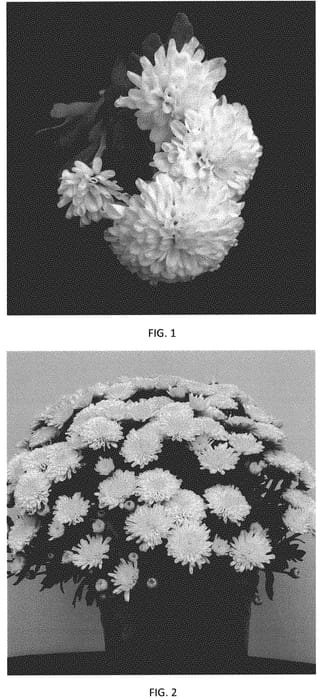 Figure 1 of US plant patent PP32775, the photograph of CIFZ0079 printed in the patent.