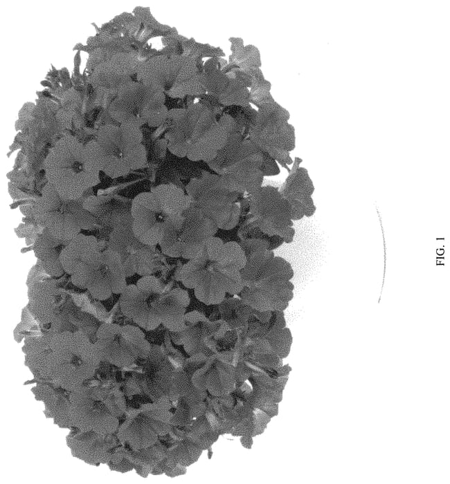 Figure 1 of US plant patent PP32776, the photograph of DPETCANP printed in the patent.
