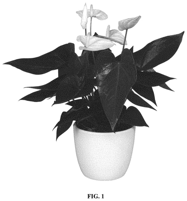 Figure 1 of US plant patent PP32777, the photograph of ANTHGROXOL printed in the patent.