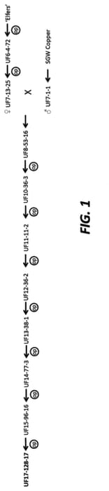 Figure 1 of US plant patent PP32778, the photograph of UF17-128-17 printed in the patent.