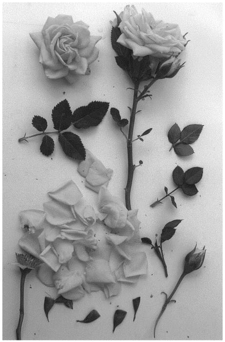 Figure 1 of US plant patent PP32779, the photograph of Poulpar112 printed in the patent.