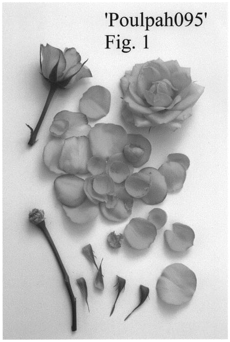 Figure 1 of US plant patent PP32780, the photograph of Poulpah095 printed in the patent.