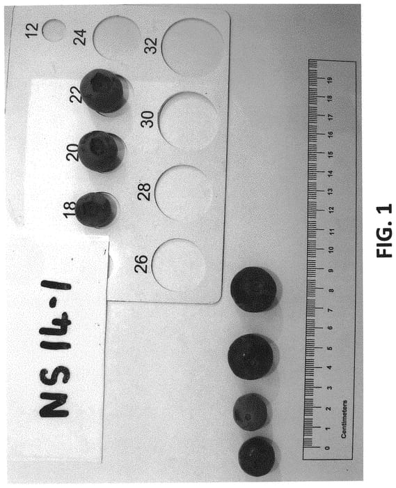 Figure 1 of US plant patent PP32781, the photograph of NS 14-1 printed in the patent.