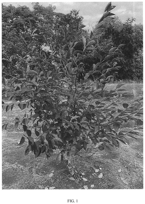 Figure 1 of US plant patent PP32782, the photograph of Big Red printed in the patent.